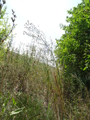 Centaurea arenaria