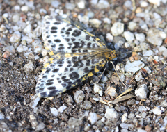 Arichanna melanaria