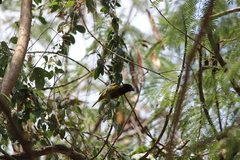 Ploceus jacksoni