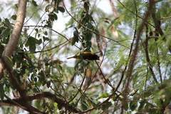 Ploceus jacksoni