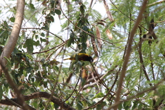 Ploceus jacksoni