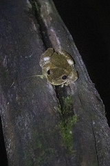 Osteopilus dominicensis