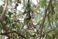 Ploceus jacksoni