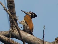 Malabar Flameback photo 2