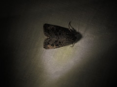 Eriopygini