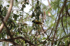 Ploceus jacksoni