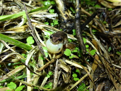 Pristimantis unistrigatus