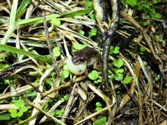 Pristimantis unistrigatus