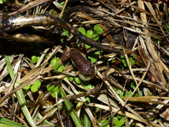 Pristimantis unistrigatus