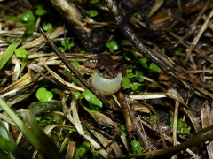 Pristimantis unistrigatus