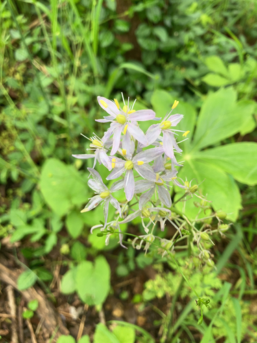 Image of Camassia scilloides by (c) sharondulava, some rights reserved (CC BY)