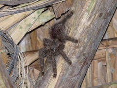 Avicularia juruensis