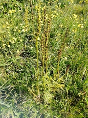 Pedicularis proboscidea
