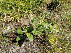 Dracocephalum grandiflorum