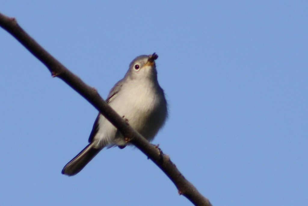 Black-tailed Gnatcatcher