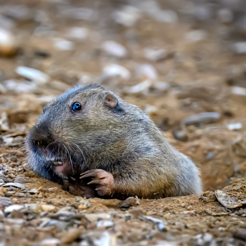 Botta's Pocket Gopher, Edgewood Park & Natural Preserve, Redwood City, CA, US, photo 10 of 10