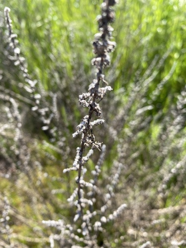 iNaturalist observation photo of California mugwort