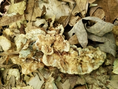 Thelephora americana