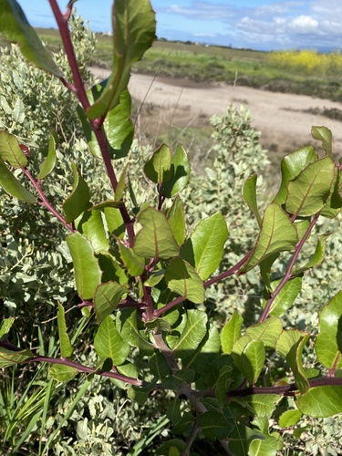 iNaturalist observation photo of lemonade berry