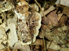 Thelephora americana