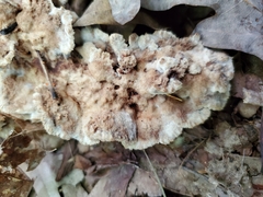 Thelephora americana