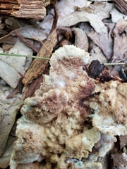 Thelephora americana