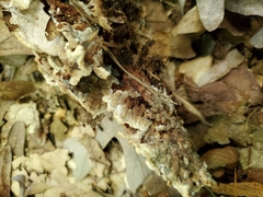 Thelephora americana