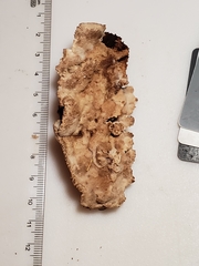 Thelephora americana