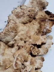 Thelephora americana