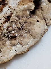 Thelephora americana