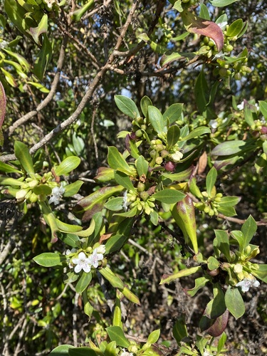 iNaturalist observation photo of Ngaios