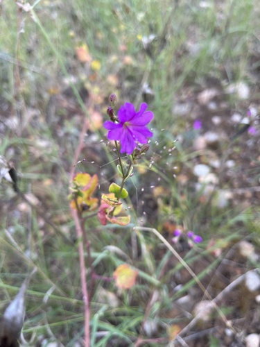 Bearded Stars (Commicarpus pilosus)