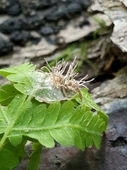 Acrodontium crateriforme