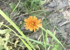 Agoseris aurantiaca