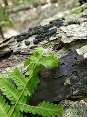 Acrodontium crateriforme