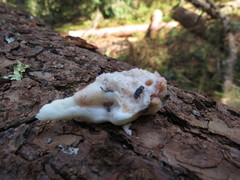 Dendroctonus