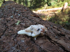 Dendroctonus