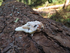 Dendroctonus