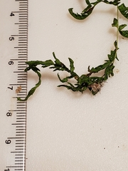 Acrodontium crateriforme