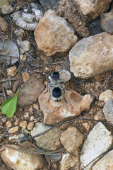 Dasymutilla melancholica