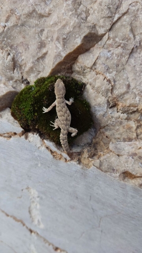 Spiny-tailed Thin-toed Gecko