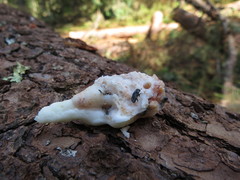 Dendroctonus