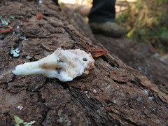 Dendroctonus