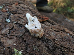 Dendroctonus