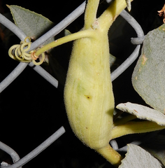 Eichlinia snowii