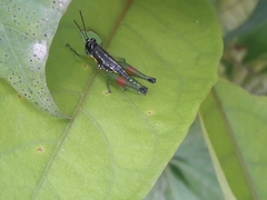 Liebermannacris dorsualis