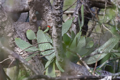 Consolea moniliformis