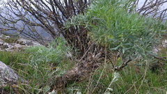 Seseli gummiferum