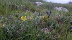 Alyssum trichostachyum