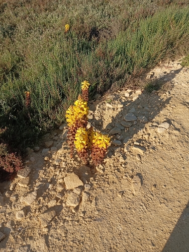 Image of Cistanche phelypaea by no rights reserved